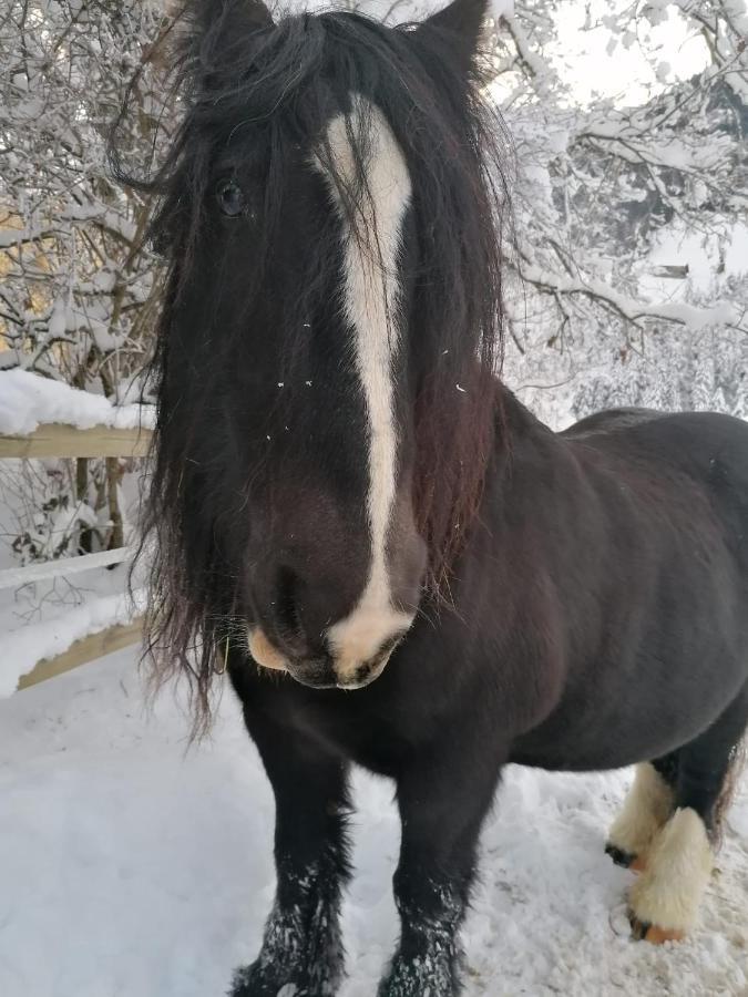 Au Pre Des Chevaux Bed and Breakfast Château-d'Oex Eksteriør billede