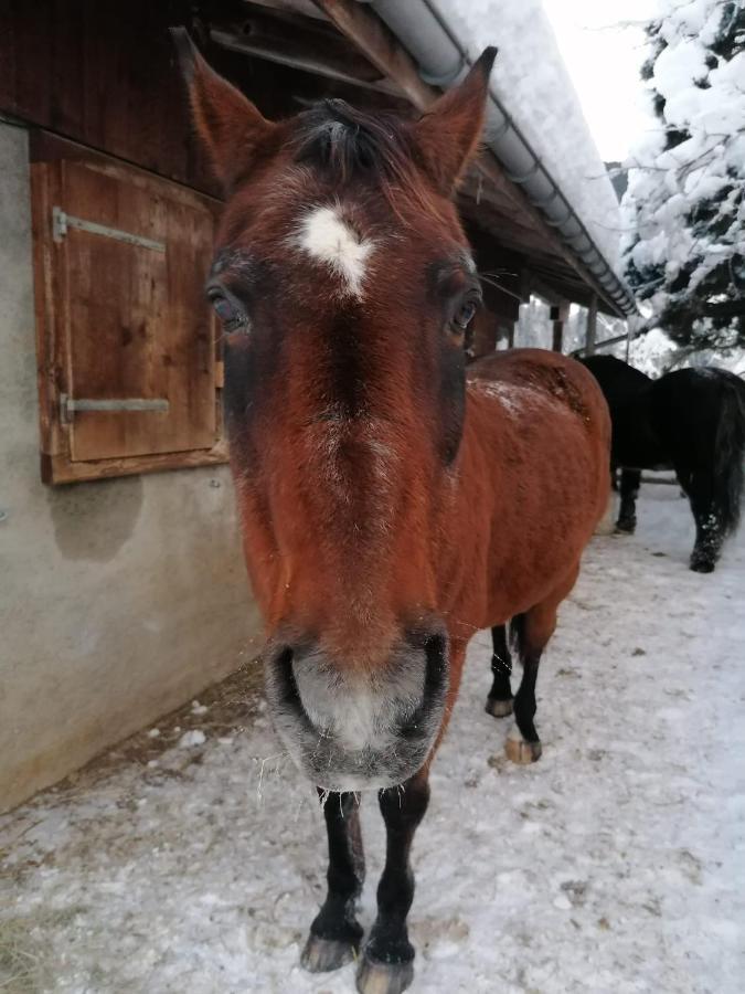 Au Pre Des Chevaux Bed and Breakfast Château-d'Oex Eksteriør billede